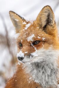 Animal