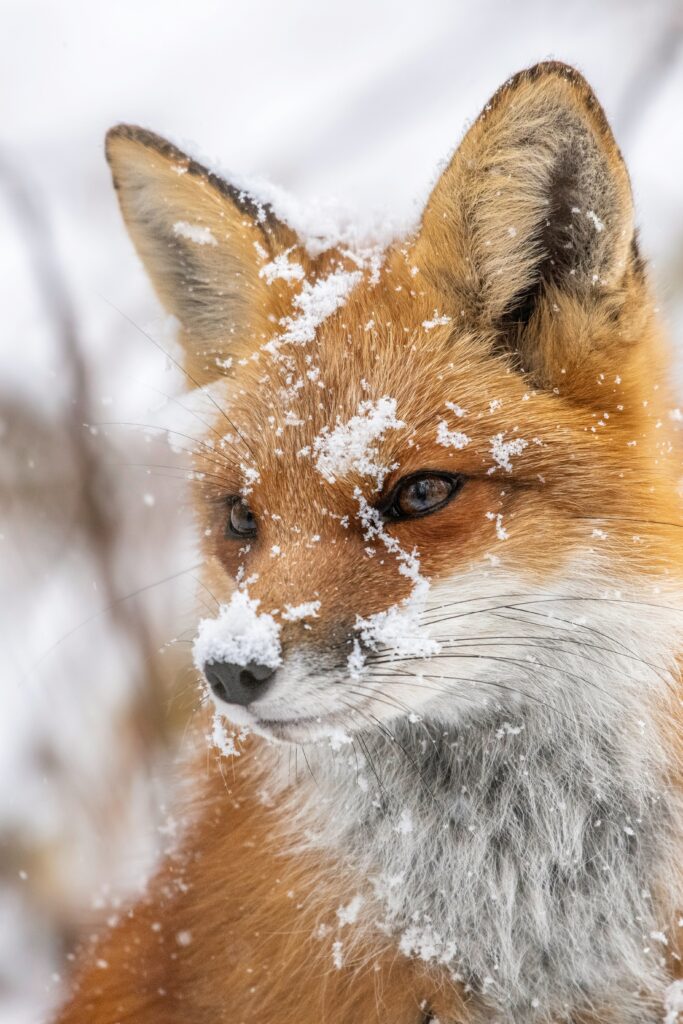 Animal