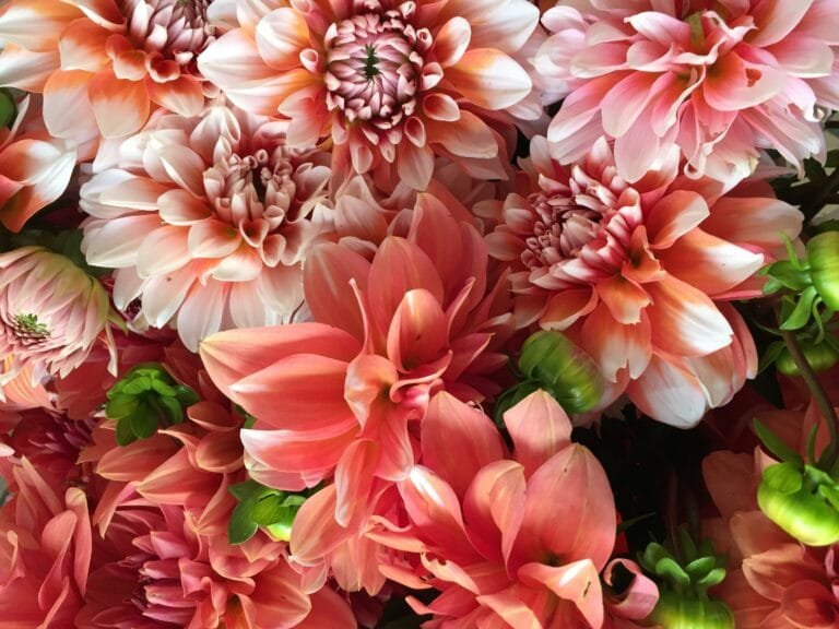 Magical Flowering Plants: Boosting Energy and Inviting Positivity