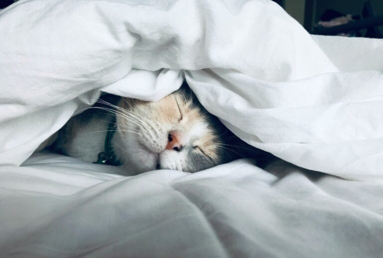 Sleepy kitty