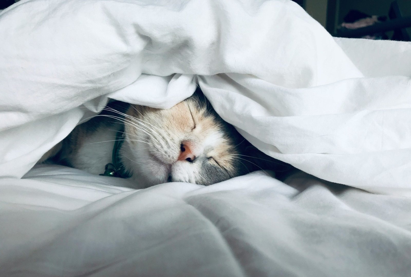 Sleepy kitty
