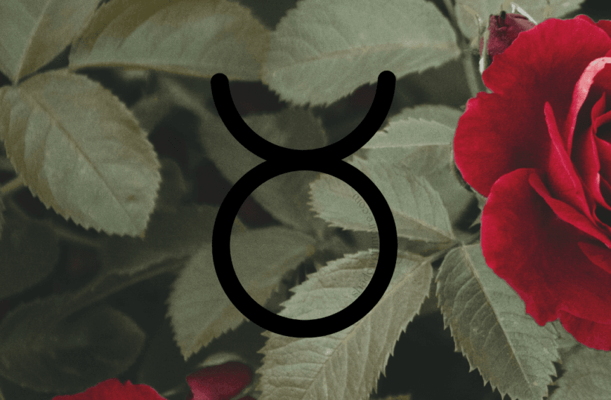 Taurus zodiac sign, earthy rose sign