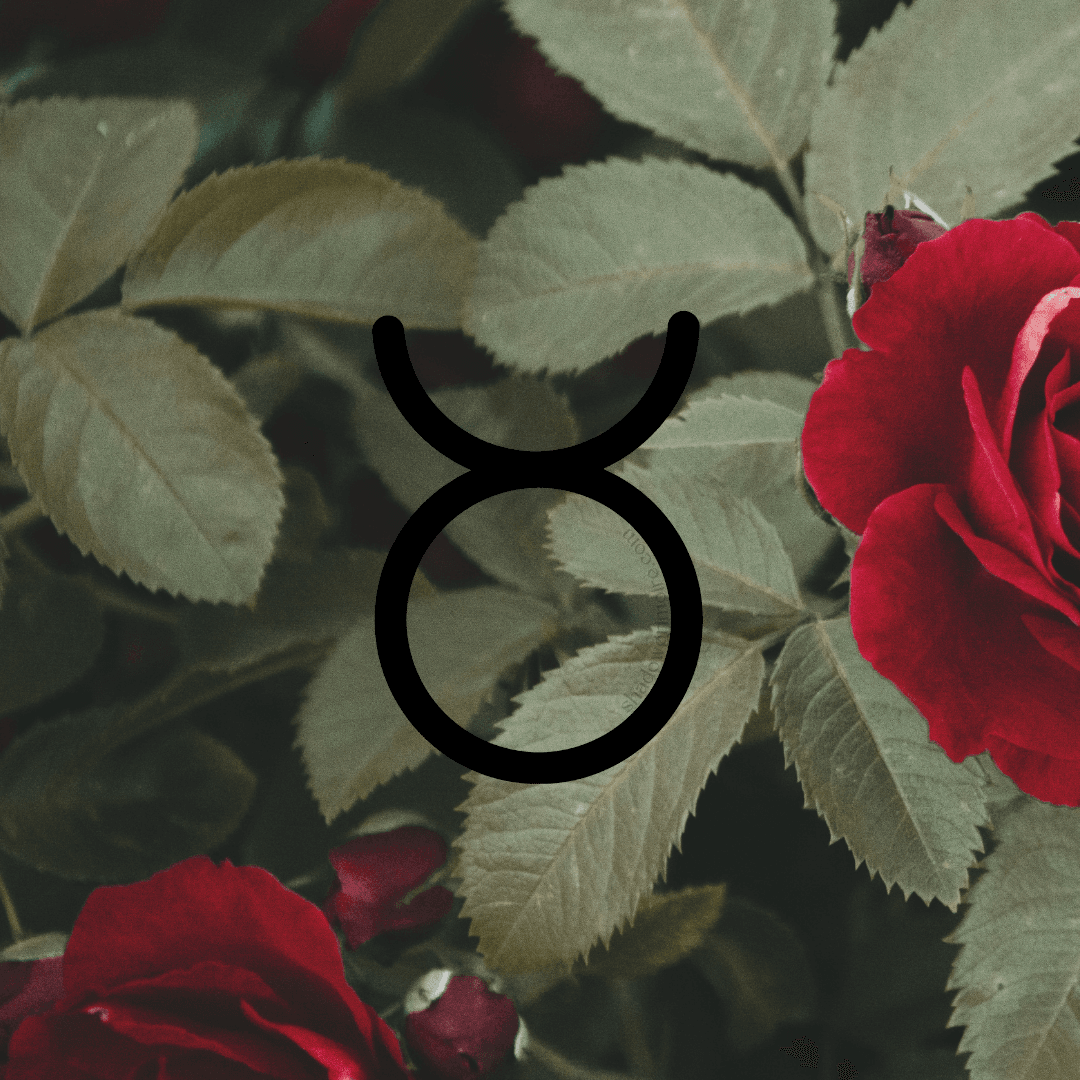 Taurus zodiac sign, earthy rose sign