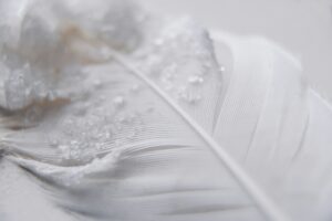 Feather