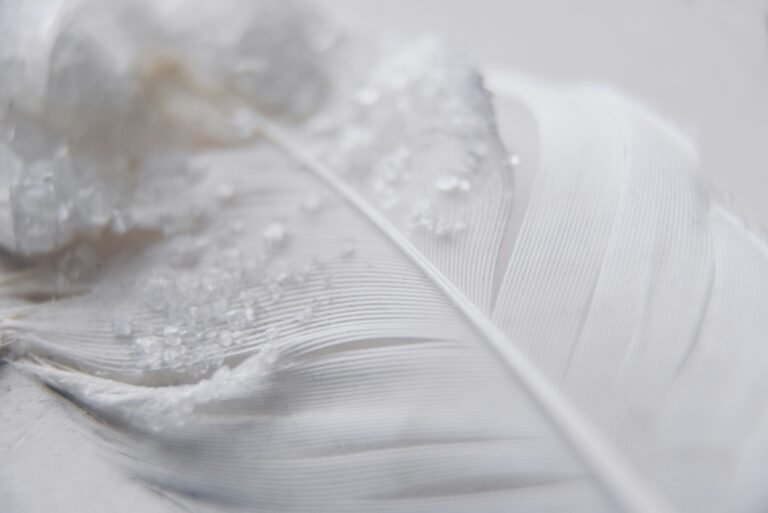 Feather