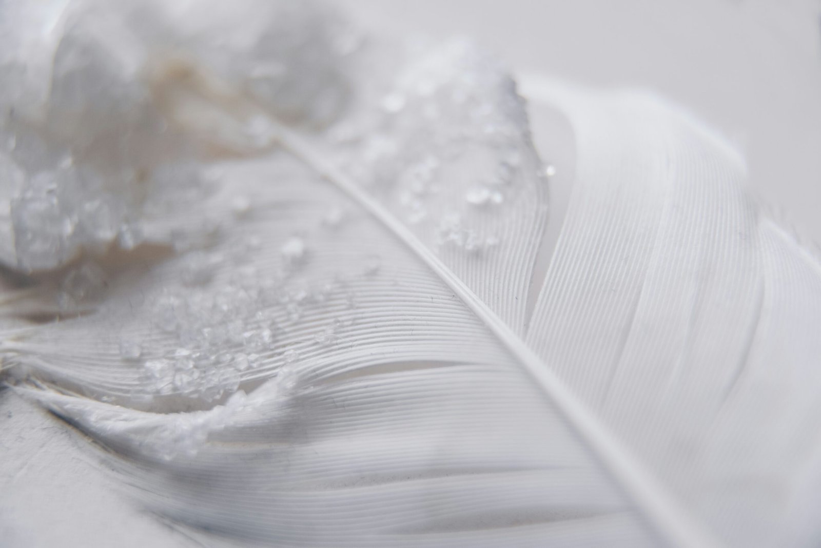 Feather