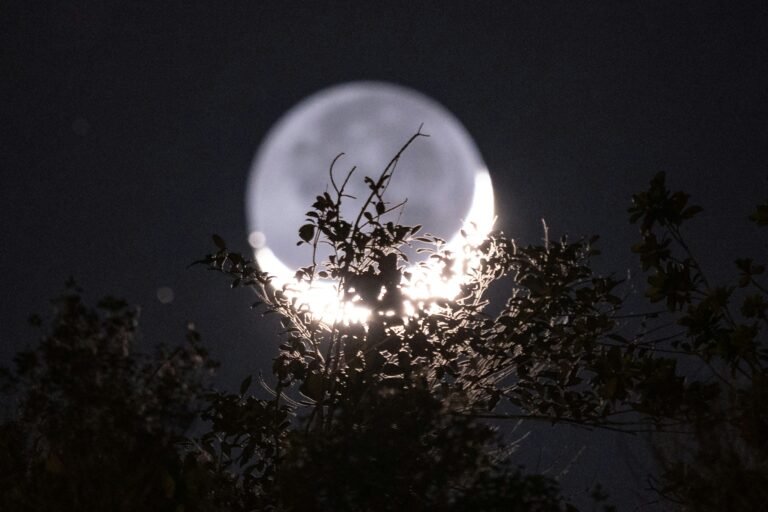 the moon behind the trees