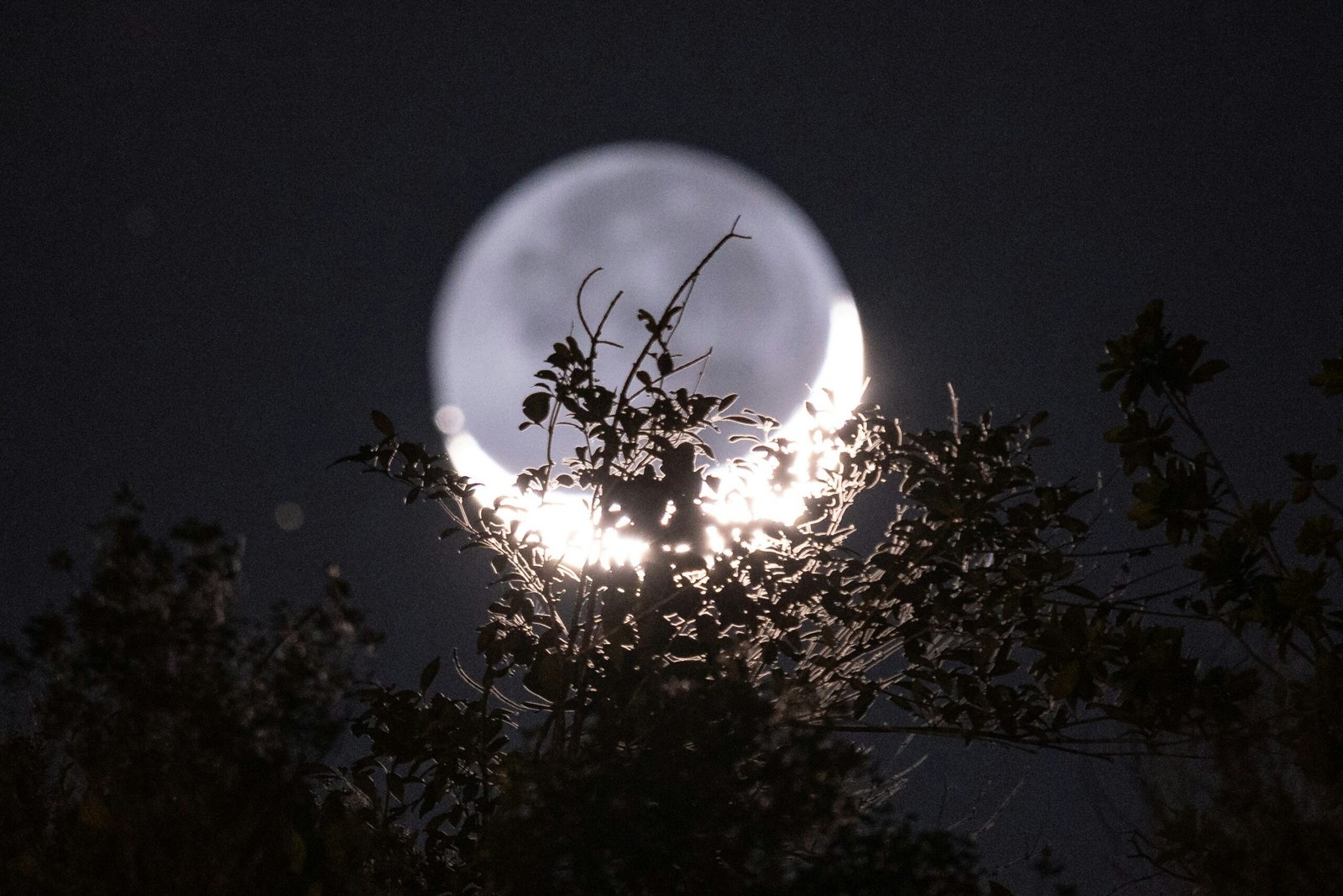 the moon behind the trees