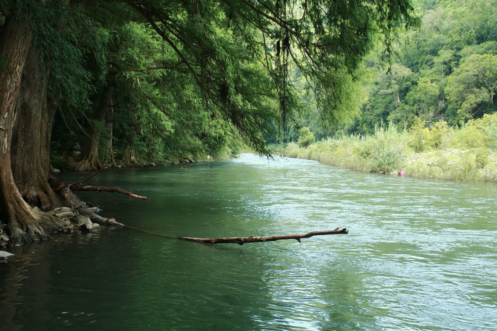 a river with trees and a log in it