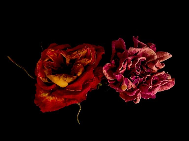 Personal Year 6: Love, Responsibility, and Deepening Roots
