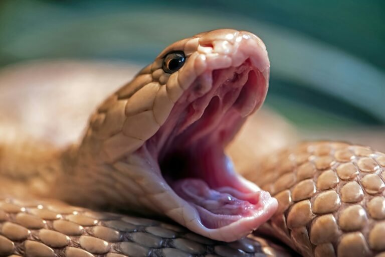 Snake and Yoni