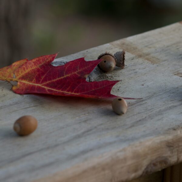 Honoring Wildlife During Mabon
