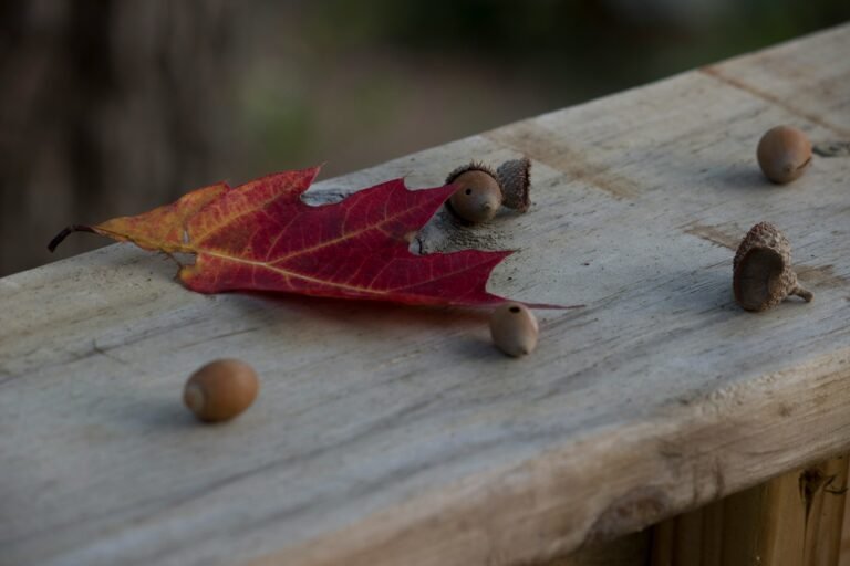 Honoring Wildlife During Mabon