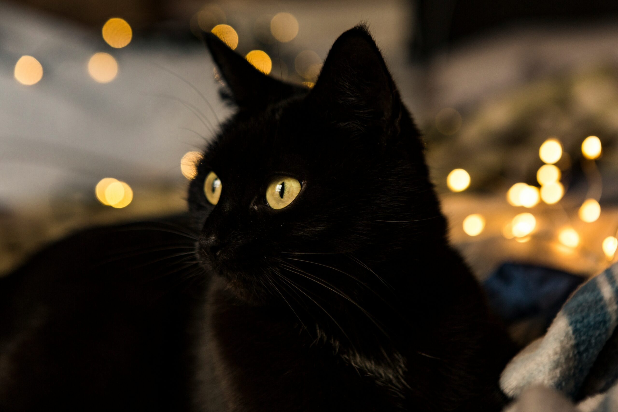 Black Cat