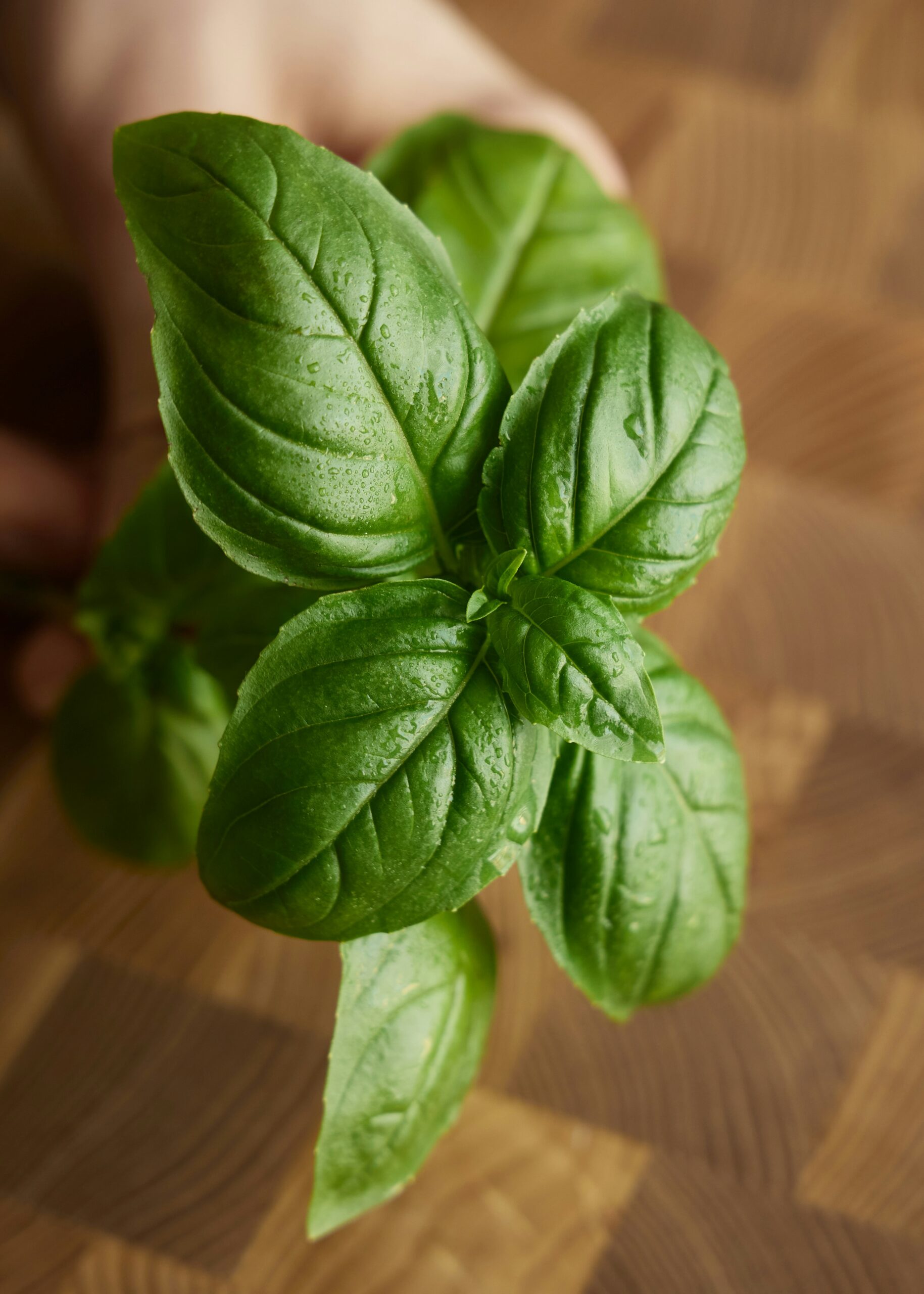 Basil