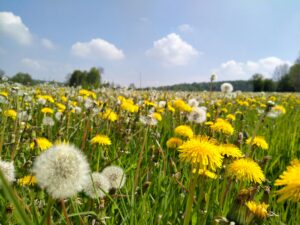 Dandelion