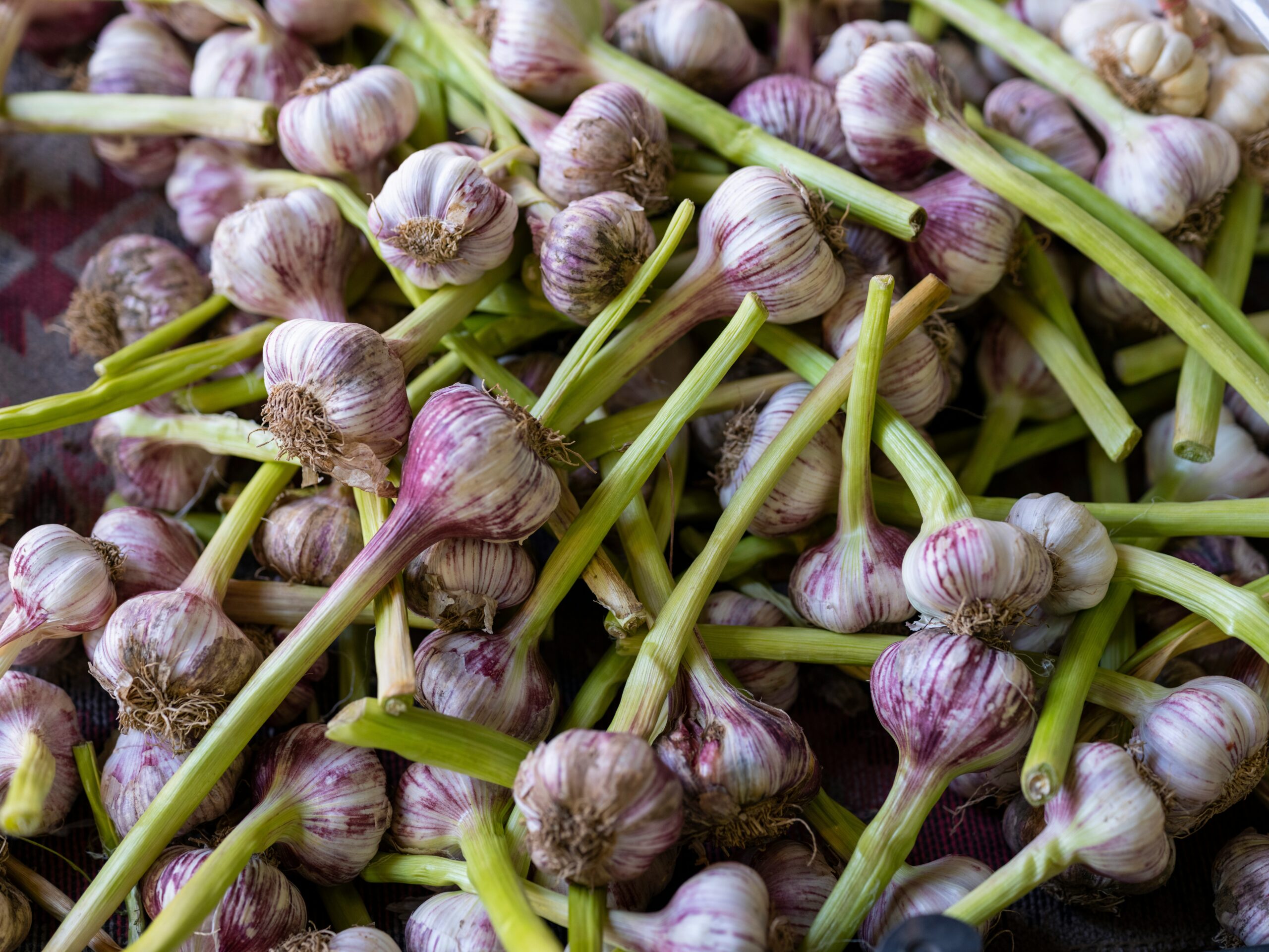 Garlic