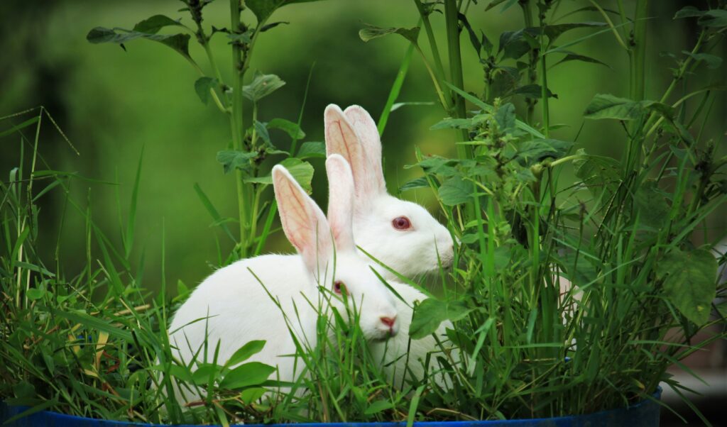 White rabbit