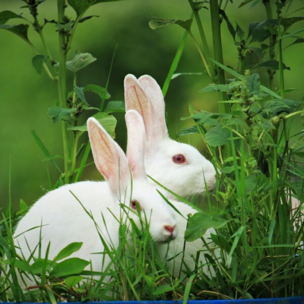 White rabbit