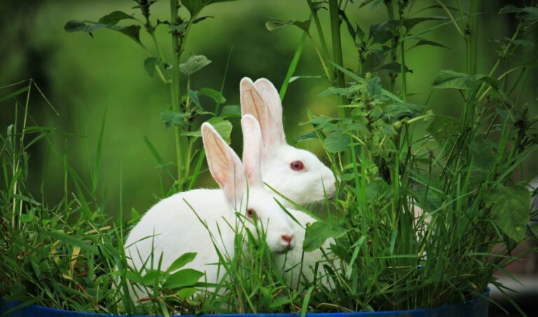 White rabbit