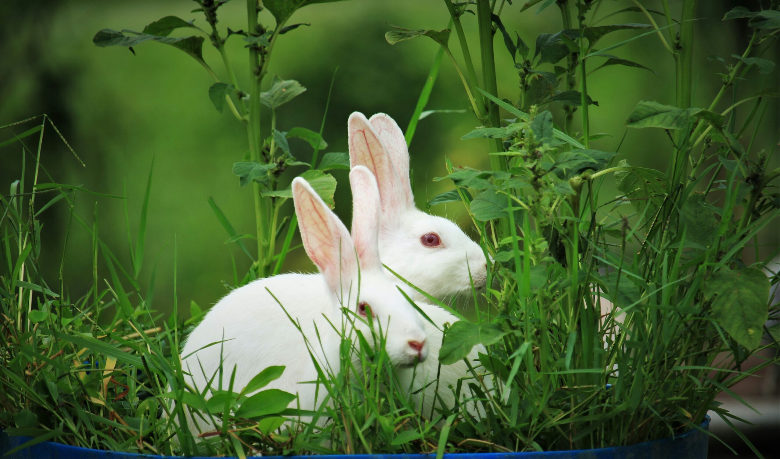 White rabbit