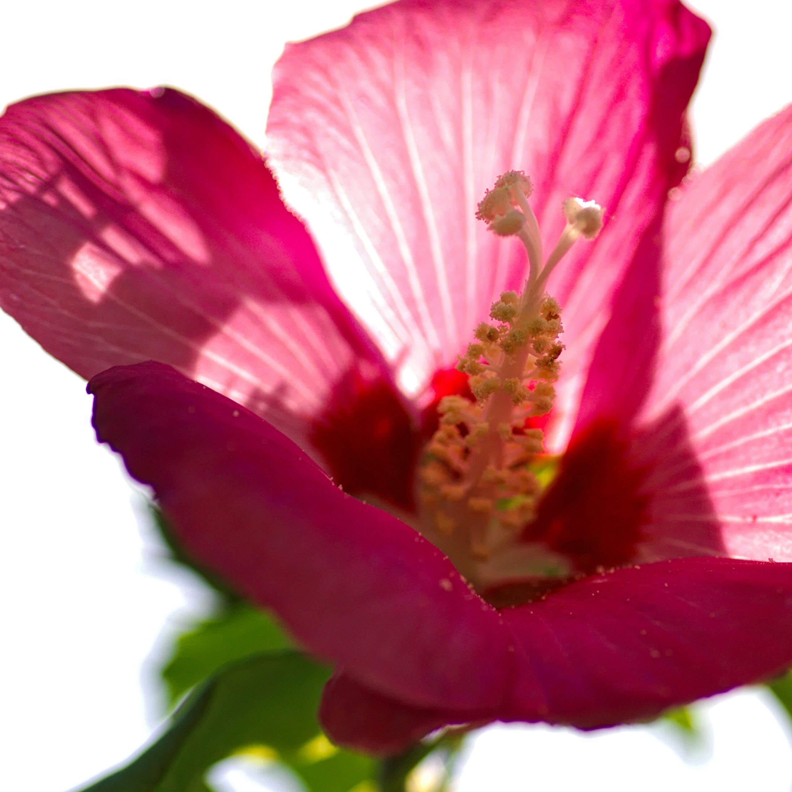Hibiscus