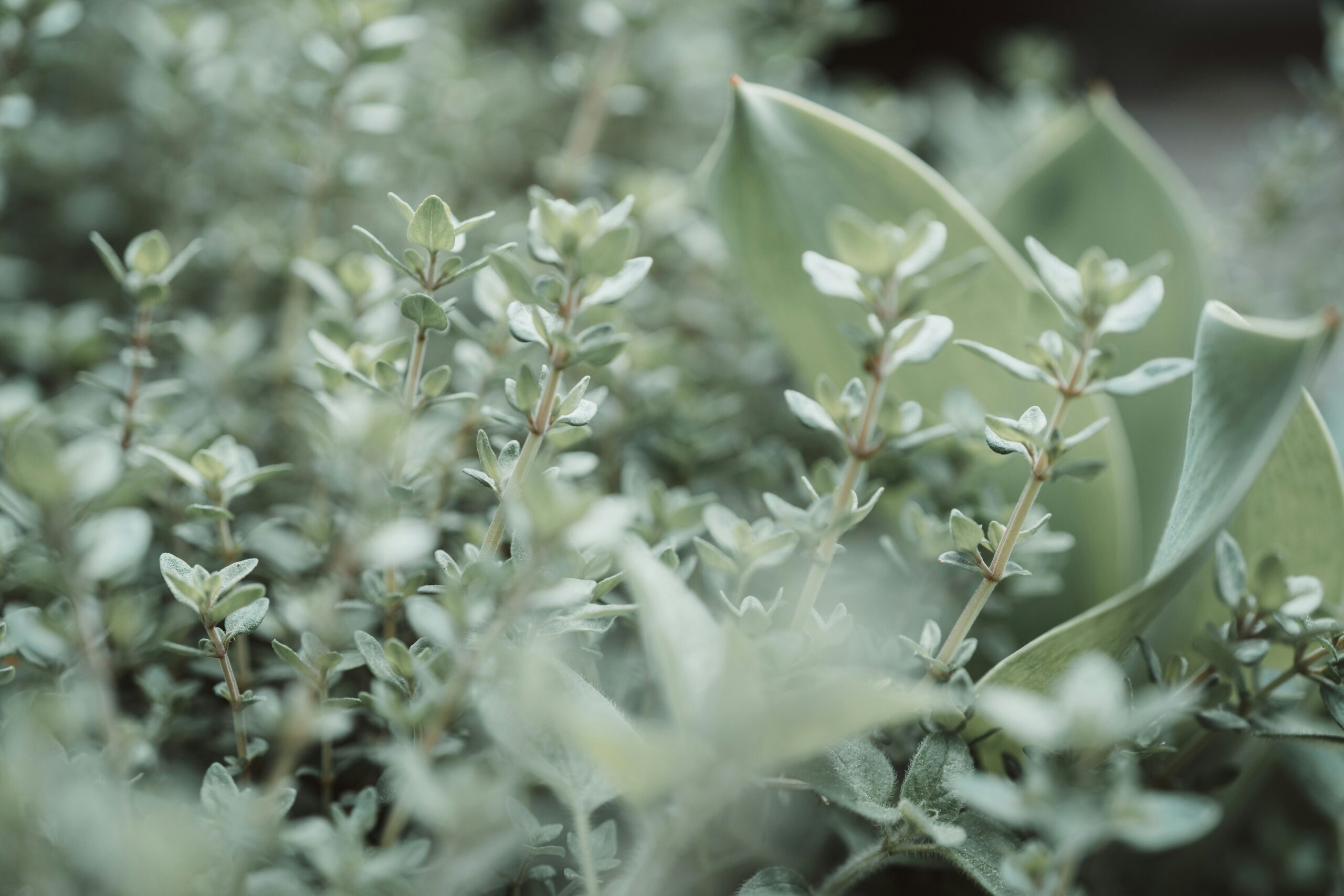 Thyme