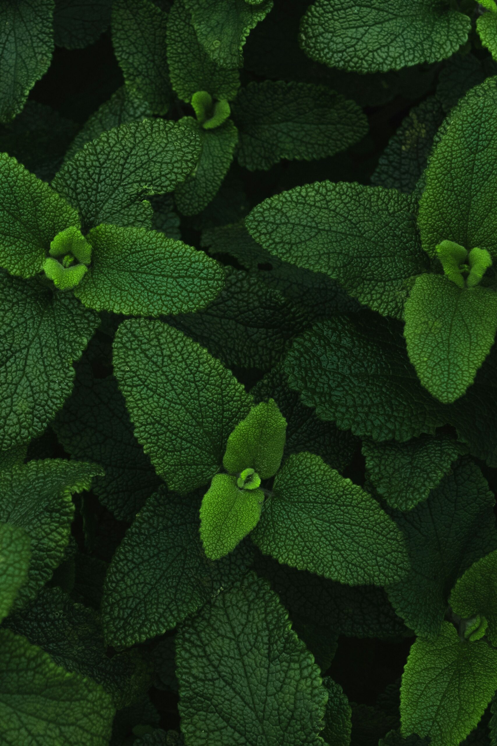 Peppermint