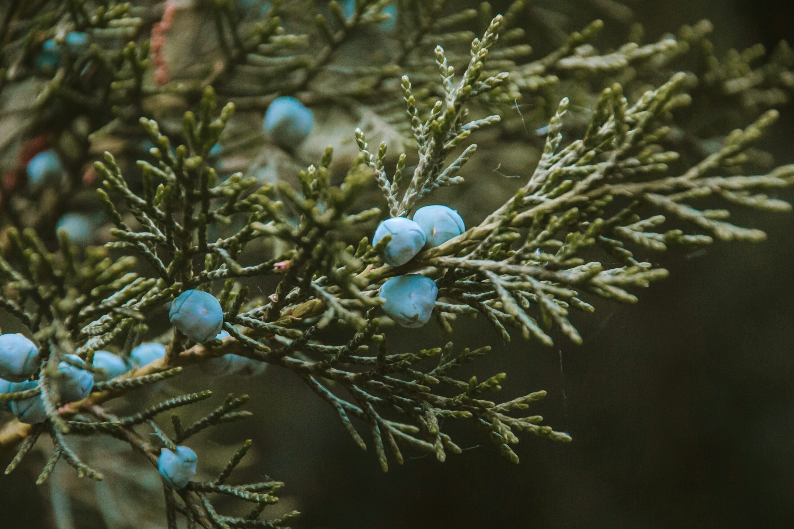 Juniper