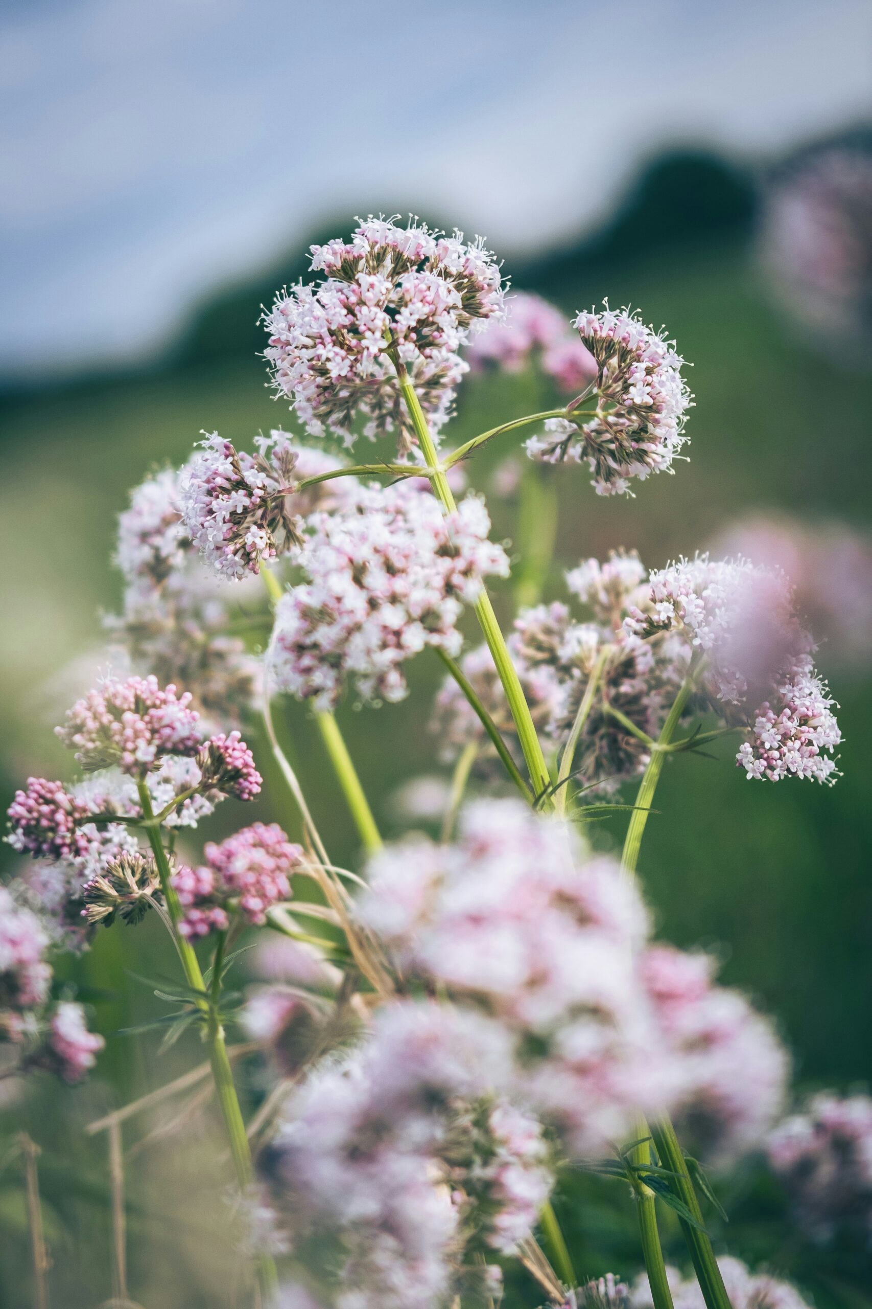 Valerian