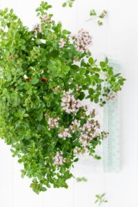 Marjoram