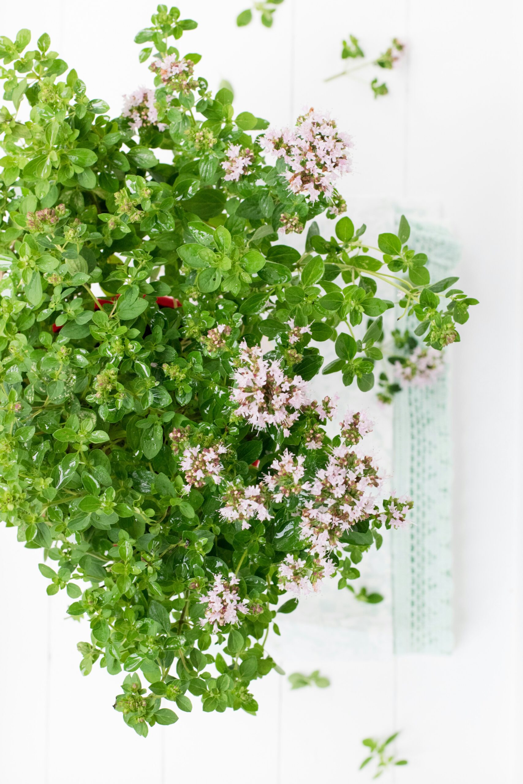 Marjoram
