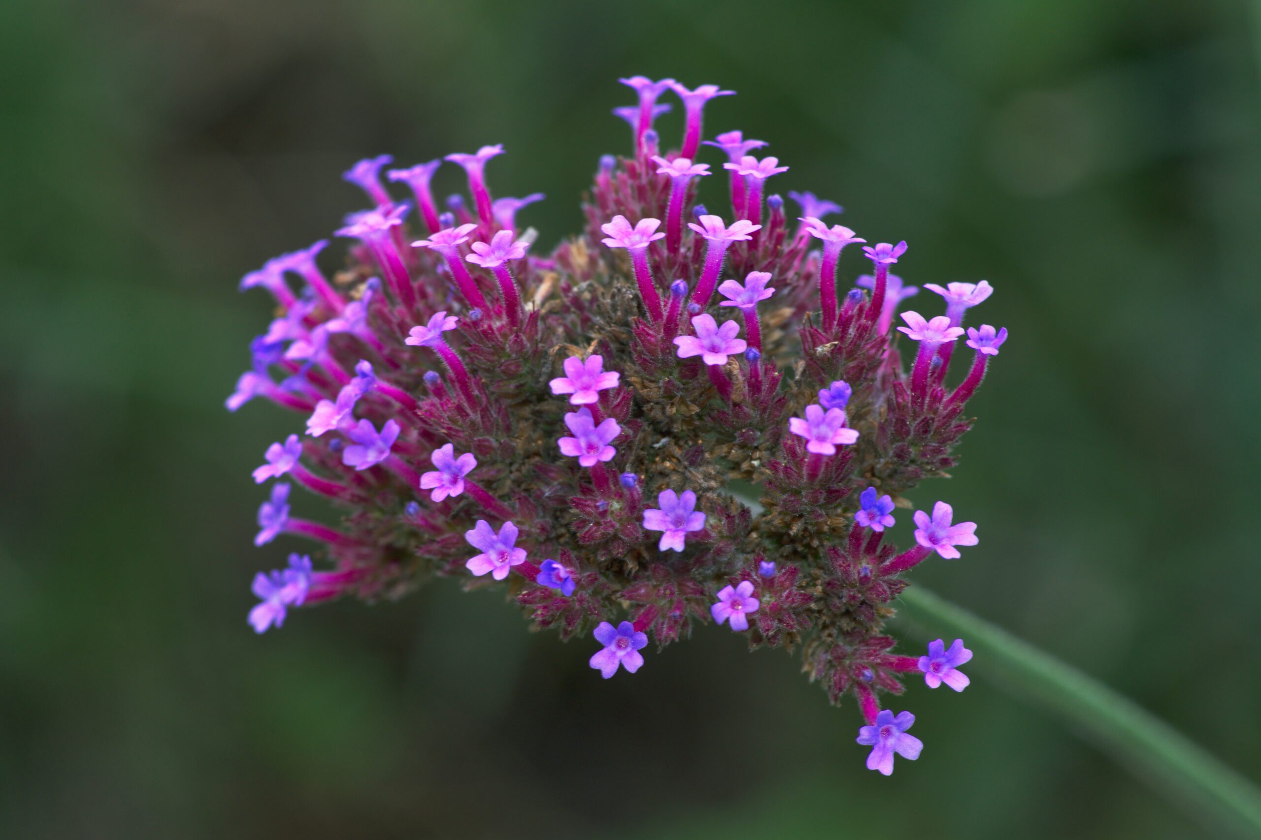 Vervain