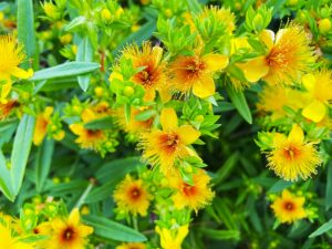 St. John’s Wort