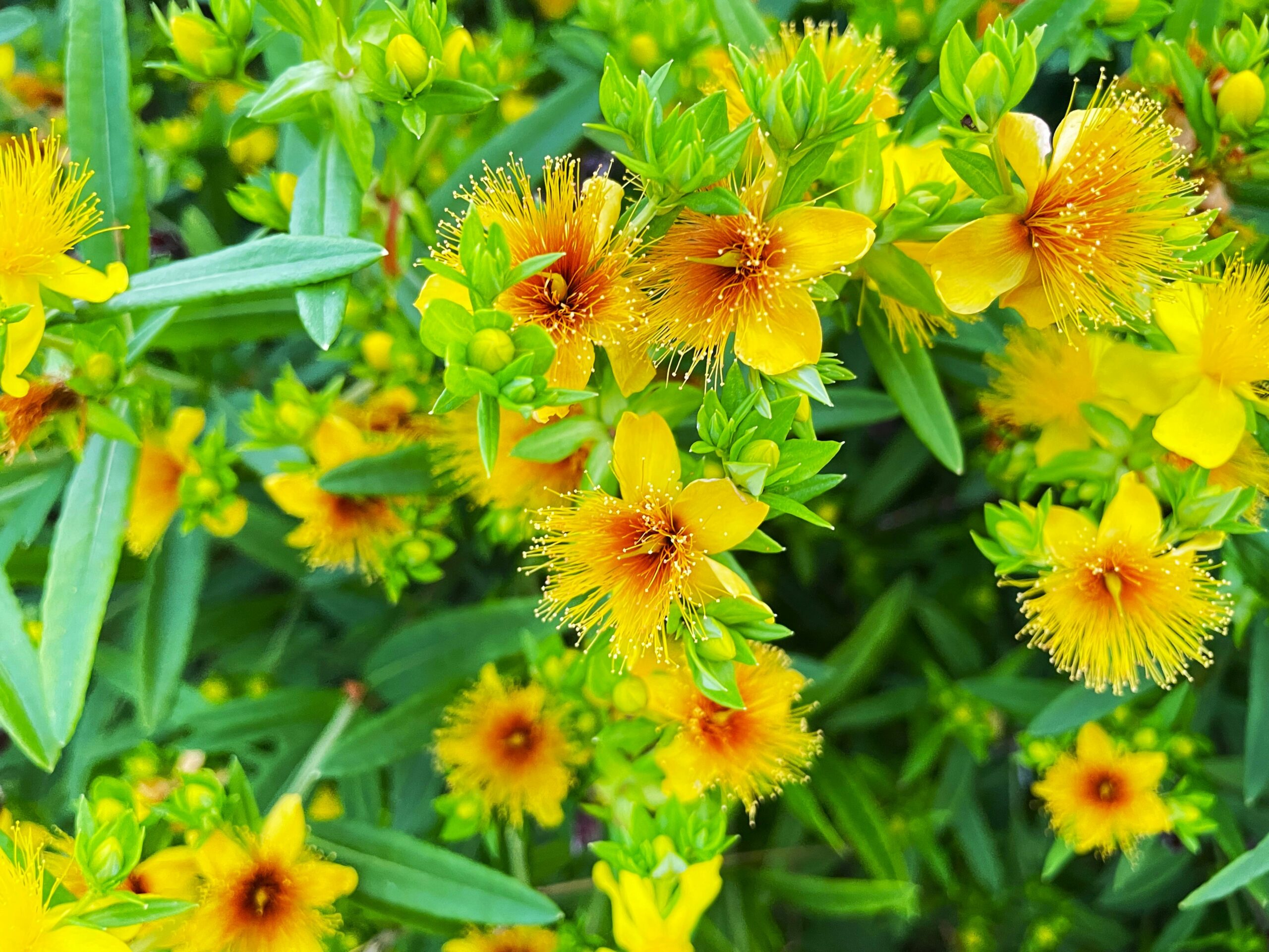 St. Johnβs Wort