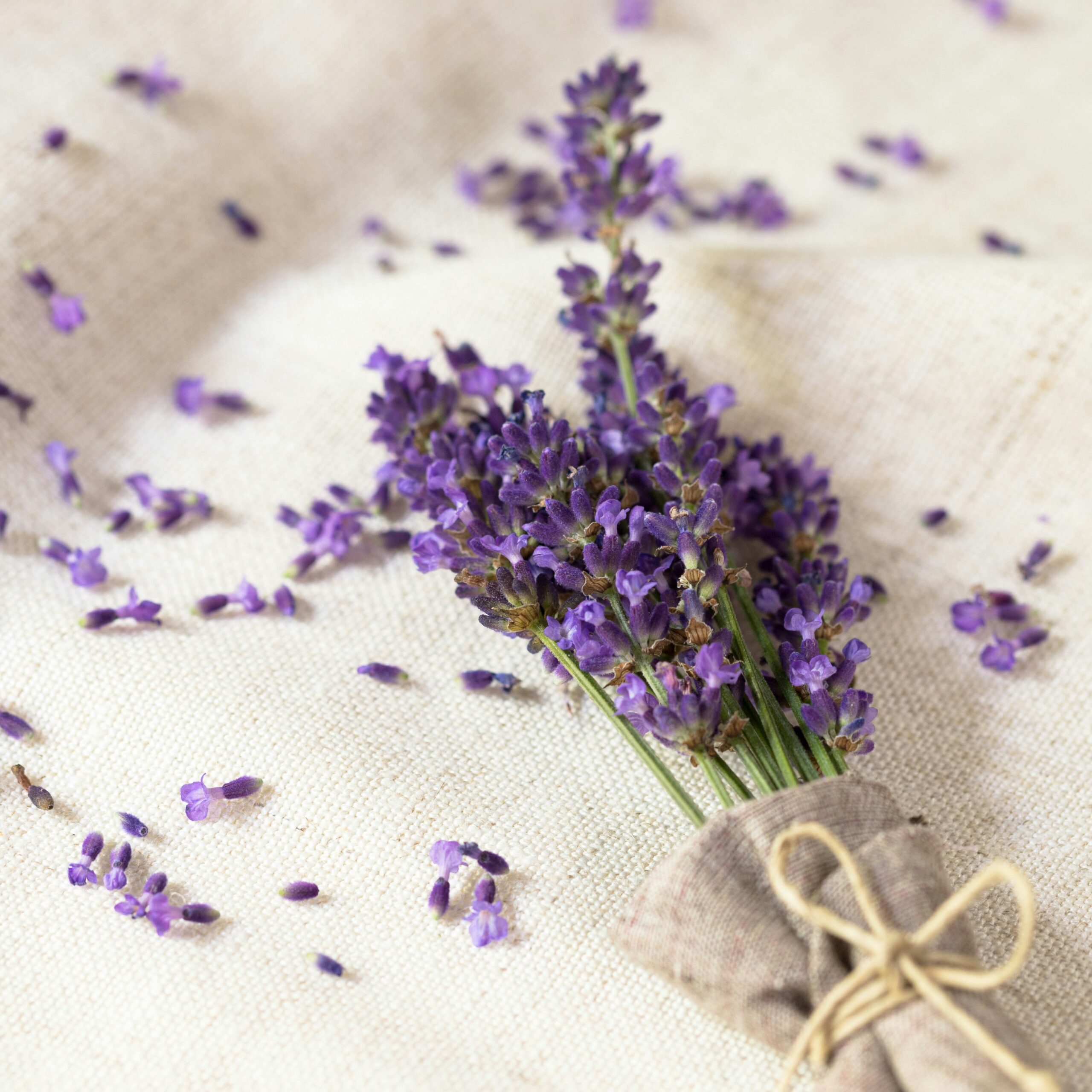 Lavender