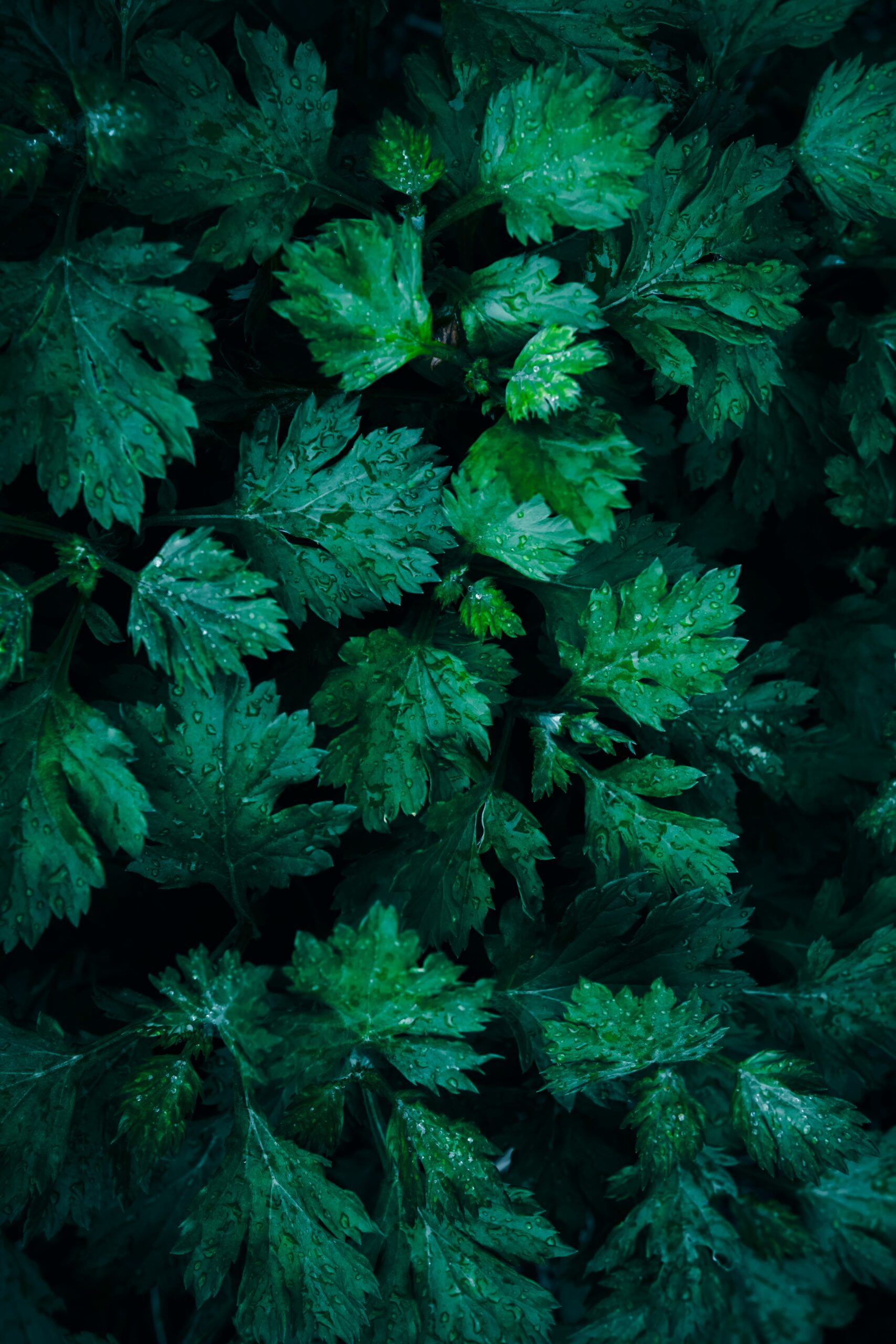 Mugwort