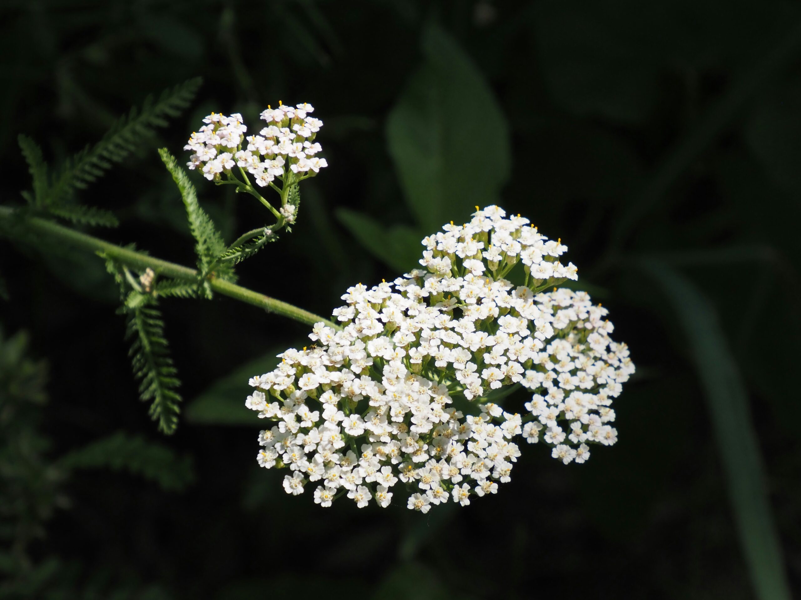 Yarrow