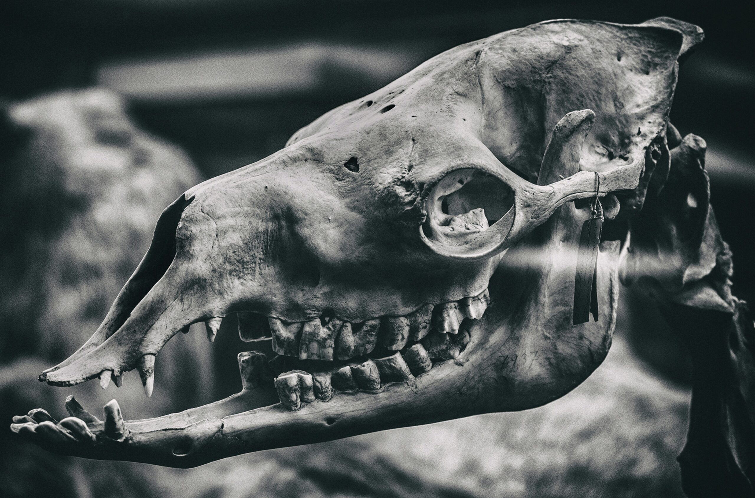 Moloch: Ancient Deity, Ritual Term or Modern Scapegoat?